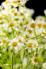 Chamomile with pretty little white flowers
