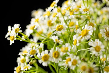 Chamomile with pretty little white flowers