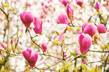 Blossoming of magnolia flowers in spring time