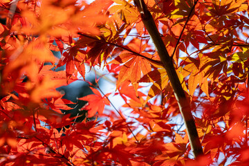Leaves that turn red in autumn