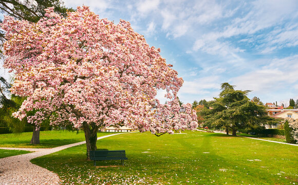 Spring park with amazing blooming Magnolia tree, nature background