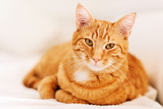 Beautiful Young Ginger Cat Lying On White Couch