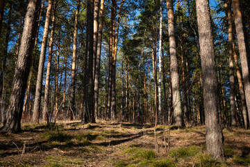 Background image of a fabulous spring coniferous forest