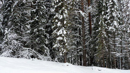 Landscape winter forest in the mountains