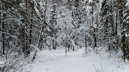 Landscape winter forest in the mountains