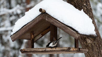 Wooden bird feeder covered in snow
