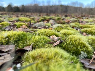 moss on the stone
