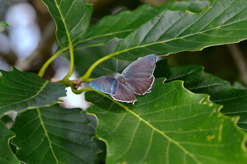 Obraz premium 翅を開いたヒロオビミドリシジミの雄（岡山県・新見市） 