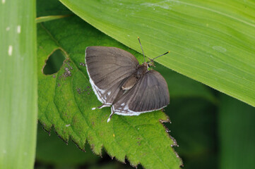 翅を開いたミズイロオナガシジミ（北海道・鶴居村）
