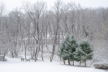 snow covered trees