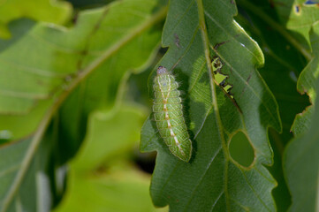 ミズイロオナガシジミの幼虫（北海道・知床）
