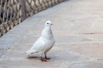 Lovely pigeons at the zoo