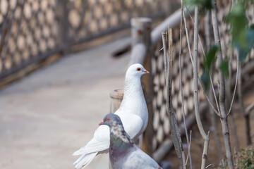 Lovely pigeons at the zoo
