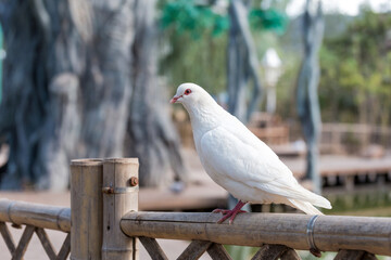Lovely pigeons at the zoo