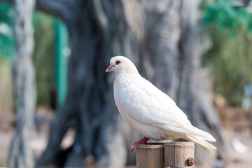 Lovely pigeons at the zoo