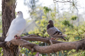 Lovely pigeons at the zoo