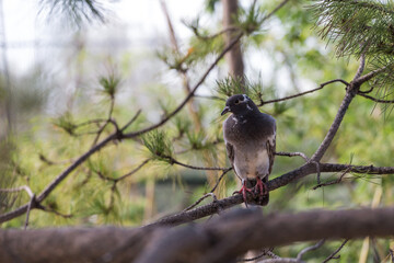 Lovely pigeons at the zoo