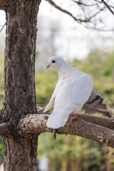 Lovely pigeons at the zoo
