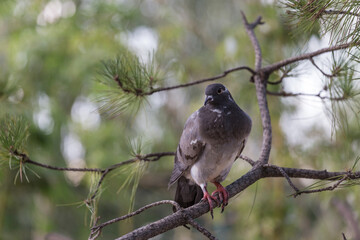 Lovely pigeons at the zoo