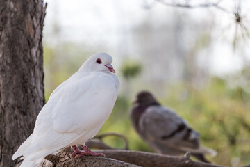 Lovely pigeons at the zoo