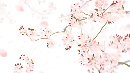 Background material using cherry blossoms