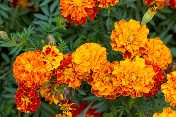 The park is covered with marigolds