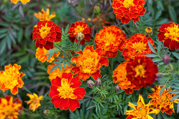 The park is covered with marigolds