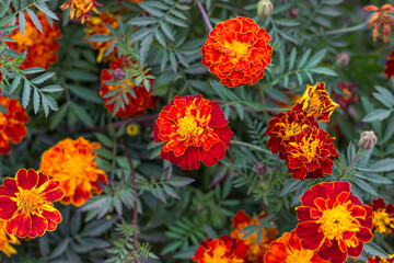 The park is covered with marigolds