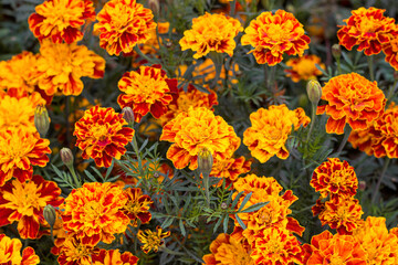 The park is covered with marigolds