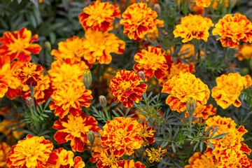 The park is covered with marigolds