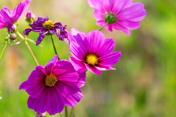 Cosmos blooming in the park