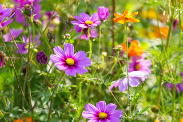 Cosmos blooming in the park