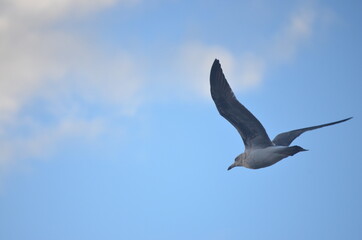 seagull over the sea