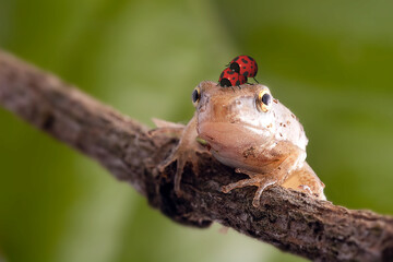 3d rendering of Dumpy frog on twigs