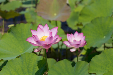 Lotus blossoms in the pond