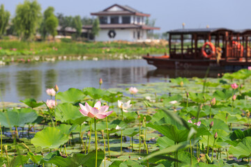 Fototapeta na wymiar Lotus blossoms in the pond