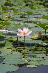 Lotus blossoms in the pond