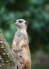 Erdmännchen im Zoo