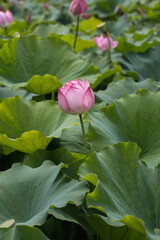 Lotus blossoms in the pond