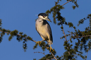 Juvenile black-crowned night heron perched , seen in the wild in North California