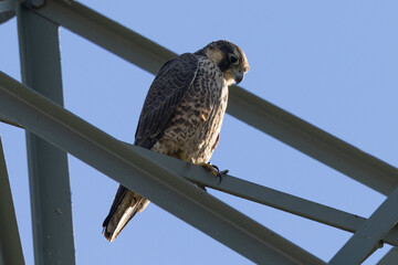 Close view of a juvenile Peregrine Falcon perched on a power line tower, seen in the wild near the San Francisco Bay