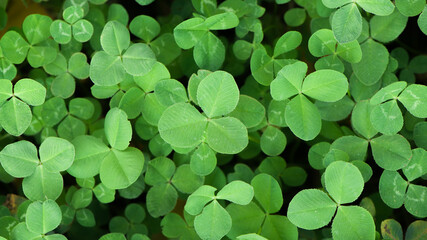 green clover leaves background