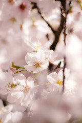 満開の桜