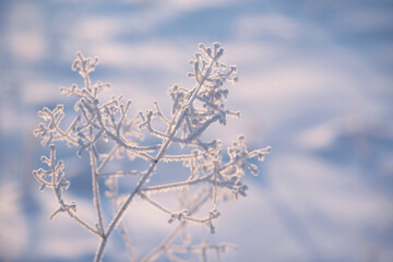 A dry forest flower covered with a thick layer of fluffy white frost on the background of a snowy glade on a frosty winter day. Wild plant in hoarfrost, natural winter background.