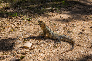 Iguana and mayan ruins, Chichen Itza