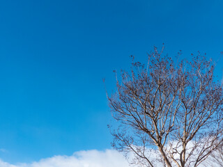 冬の晴れ渡った青空と枝だけの木