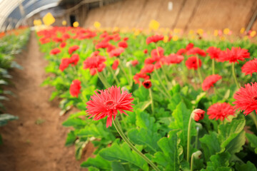 African chrysanthemum are in the greenhouse