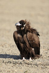 Cinereous vulture(Aegypius monachus) in Japan