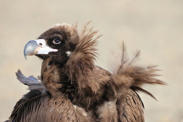Cinereous vulture(Aegypius monachus) in Japan