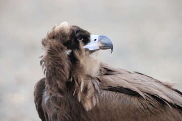Cinereous vulture(Aegypius monachus) in Japan
